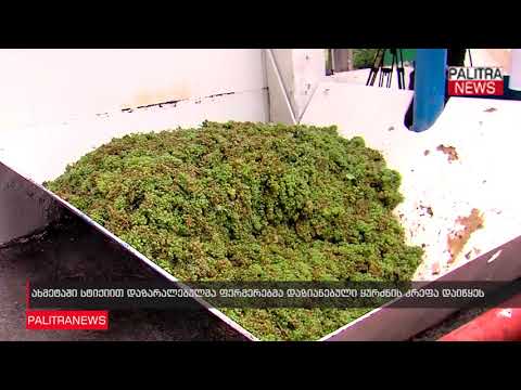 ახმეტაში სტიქიით დაზარალებულმა ფერმერებმა დაზიანებული ყურძნის კრეფა დაიწყეს