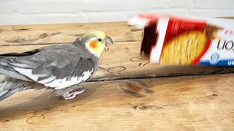 He attac, he protec, but most importantly, he pec!