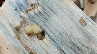 woodworm | 나무먹는 애벌레