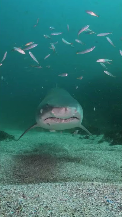 Giant Shark..😳 | tiktok animal |