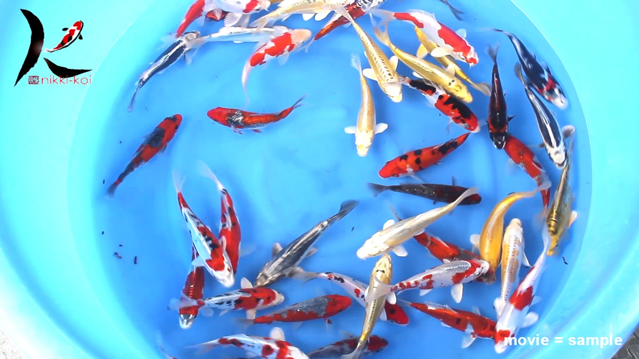 15-19 cm Japanese Koi Mix from Aoki Koi Farm - Hydrosphere Water Gardens