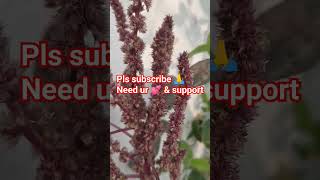 Terrace Kitchen Garden Red cholai/Amaranthus seeds collection  (1plant seeds sufficient for K Garde)