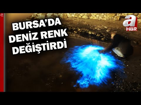 Deniz renk değiştirdi! Bursa'da denizde mavi renkli patlamalar ortaya çıktı | A Haber
