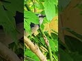 Picky blue jay picks at peanuts #short #bluejay #birdsong