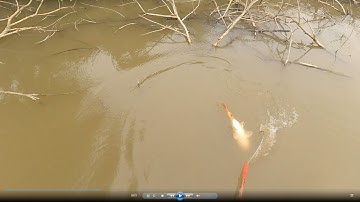 28 FET |NƯỚC NGỌT |Kích Cá | Xiệt CÁ | Xiệt điện nc ngọt | Tét Thực Tế kích cá nc ngọt | 0975812363