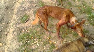 Pongo zorro 2