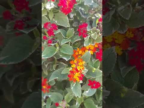 Vidéo: Different Lantana Plant Varieties - Types de Lantana pour le jardin