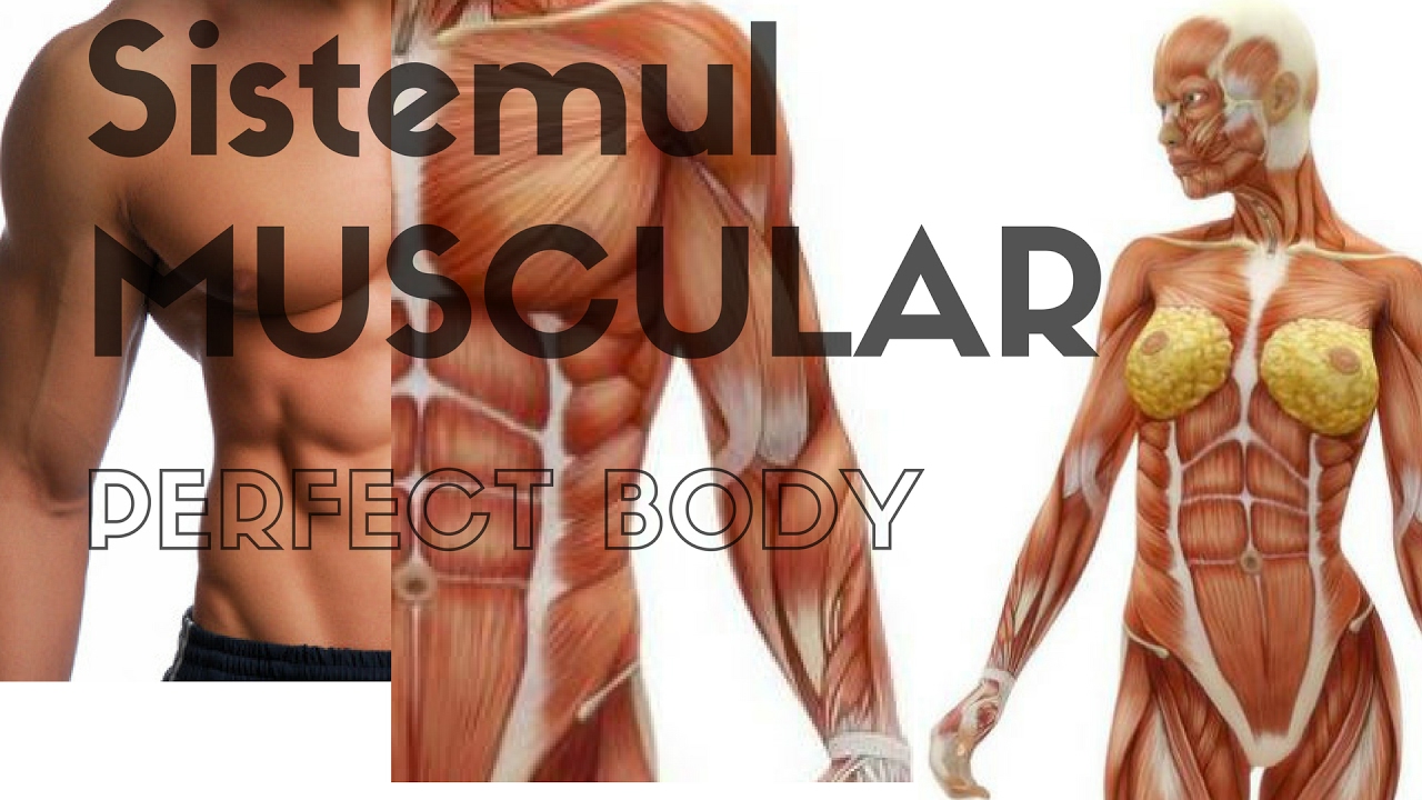 24 Sistemul Muscular Part 1 Youtube