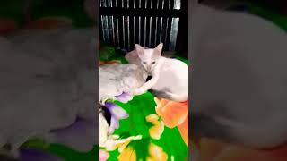 Cat Meowing|Cat️ Sound Cute Cat Videos #shorts #cat #cats #dog #puppy #catlover