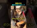 狂暴な犬だと思って出動したら…一体何が??