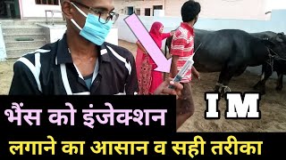 buffalo ko intramuscular injection lagane ka tarika भैंस को IM इंजेक्शन कैसे लगाते हैं bhains ko inj