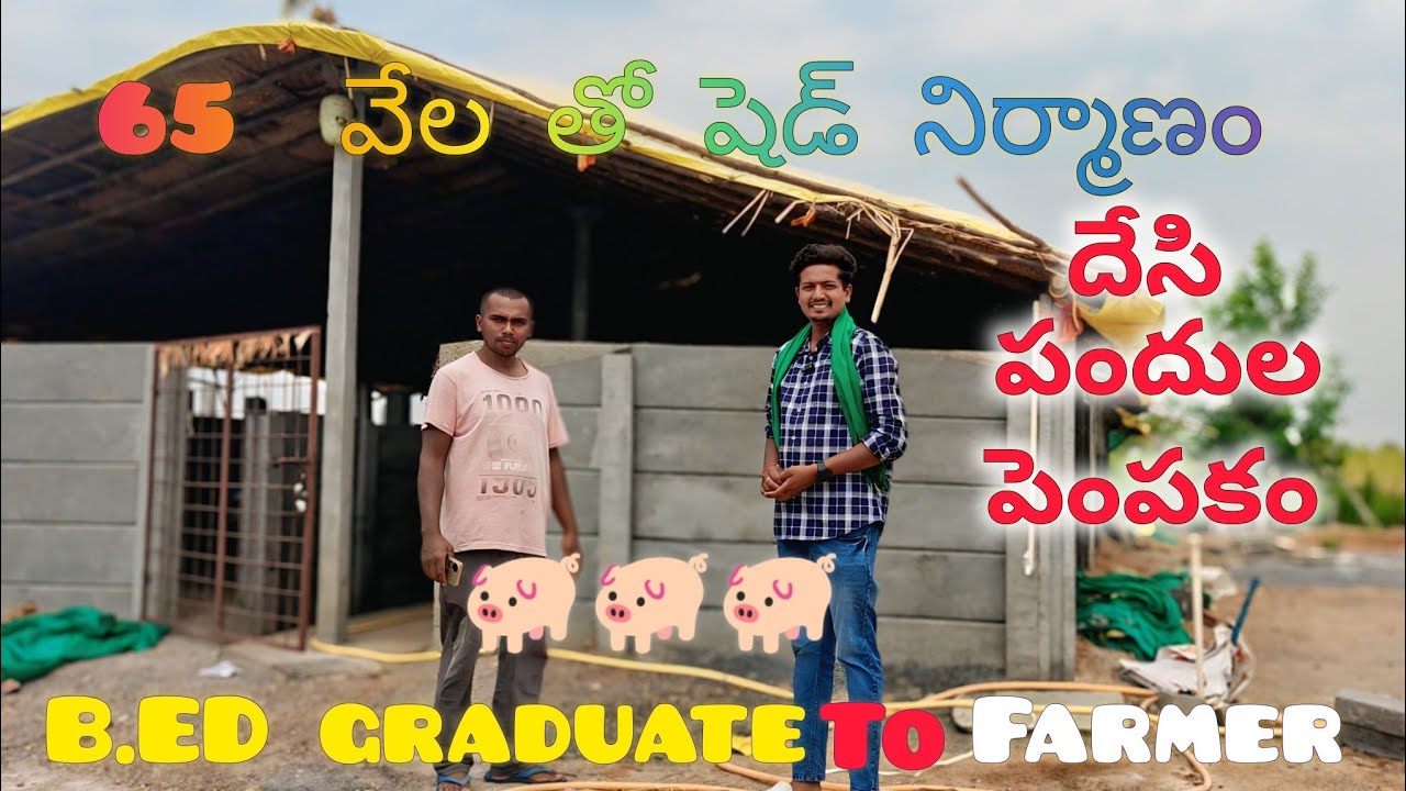 65 వేల తో సరిపడా షెడ్ నిర్మాణంDesi pig farming in karimnagar.young  farmer #trending #viralvideo #aa