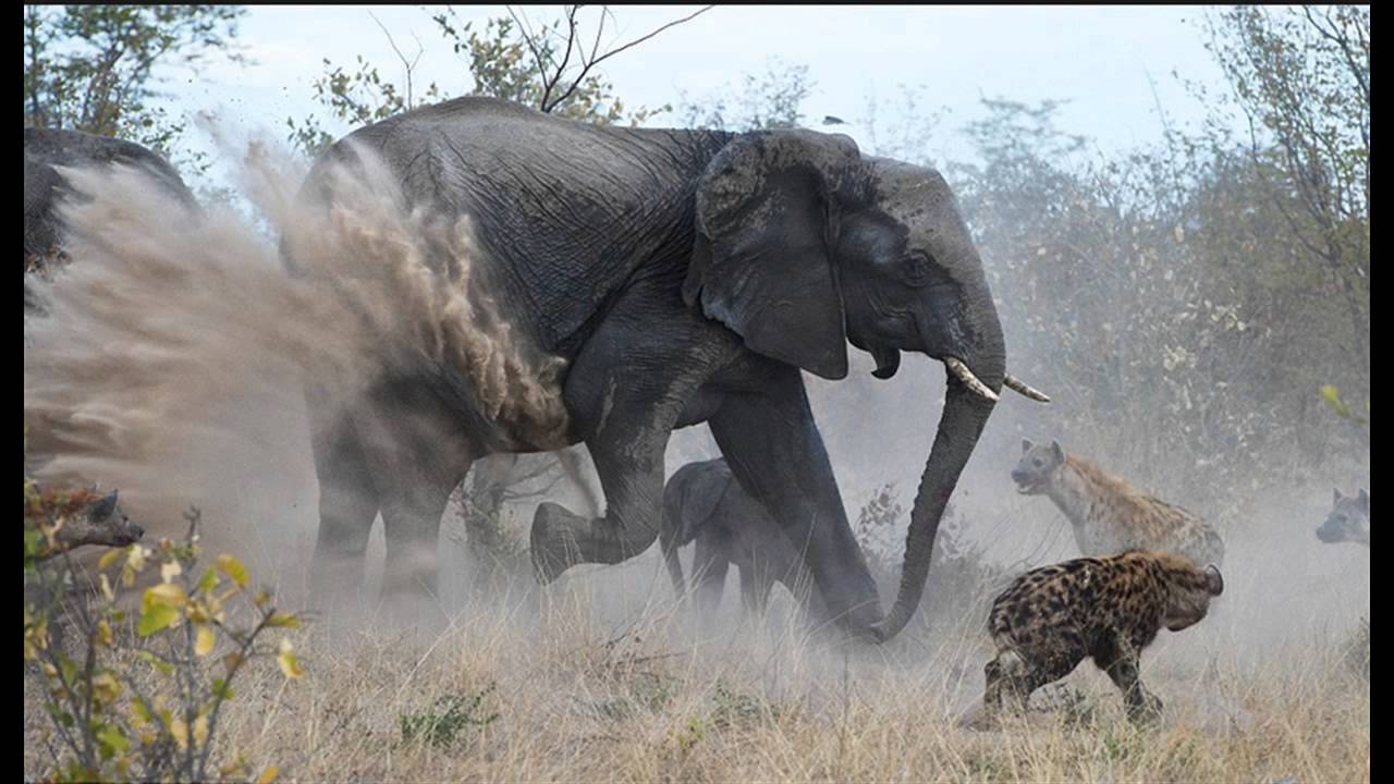 Человек сильнее животных. Слоны защищаются.