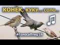 Добрый лесной конёк, кукушка и соловей #ГолосаПтиц 16