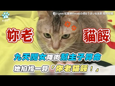 【九天閒女降肉幫主子算命 她掐指一算「你老貓餒！」】｜ @舞麥降落地球的日常