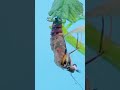 Metamorphosis butterfly time lapse #shorts