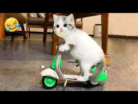 Try Not To Laugh 😂 New Funny Cats and Dogs Videos 2026 😺🐶 Part 9