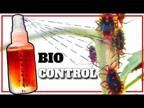 Video: Lygus Bug Damage - Bekämpfung von Lygus Bugs auf Gartenpflanzen