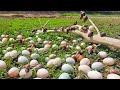 Wow wow a female farmer harvest duck eggs  snails a lot under grass at field near the village
