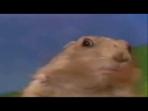 Dramatic Chipmunk [HD Version]