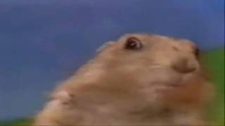 Dramatic Chipmunk [HD Version]