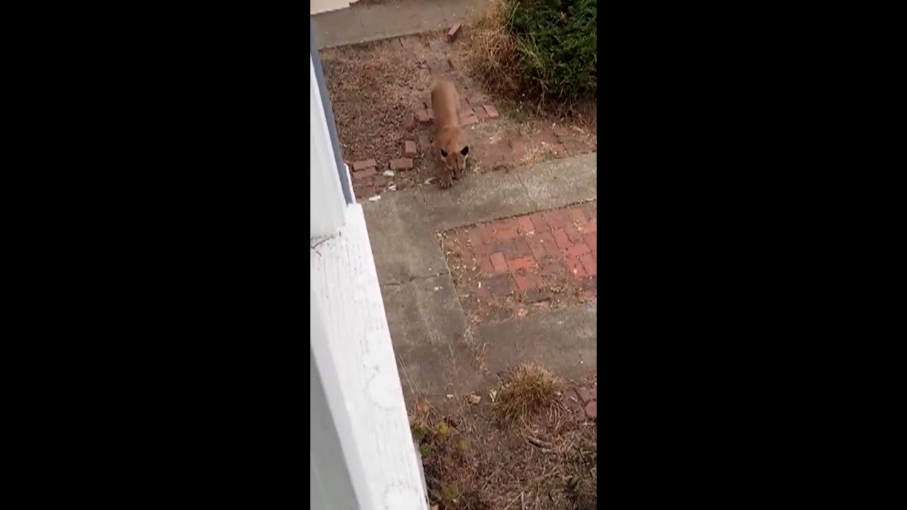 Mountain lion captured after roaming San Francisco streets