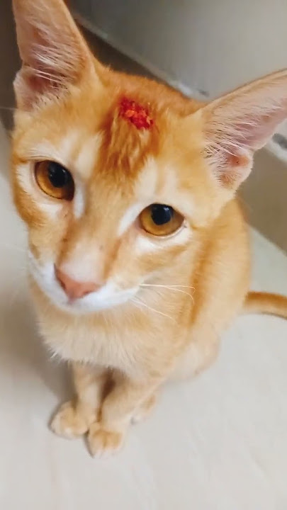 Minto | Minto the Cat | Minto's World.