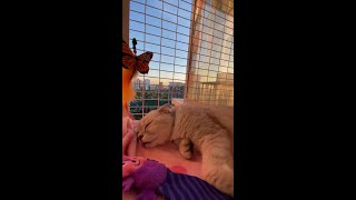 Smart Dog and cat cute #9867