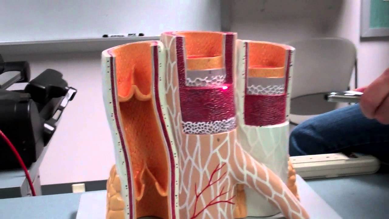 Blood Vessel Histology Model - YouTube