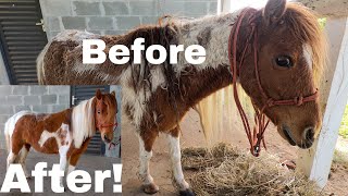Neglected Pony MAKEOVER Transformation✨ Haircut, Hoof Trim, Mane & Tail! (Cute Mini Horse!)