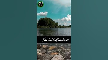 "محمد رسول الله والذين معه أشداء على الكفار رحماء بينهم.."تلاوة خاشعة قران كريم