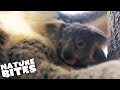 How Does a Koala Give Birth? | Amazing Animal Babies | Nature Bites