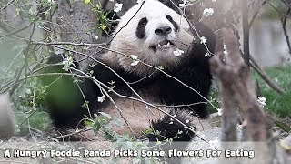A Hungry Foodie Panda Picks Some Flowers For Eating Ipanda