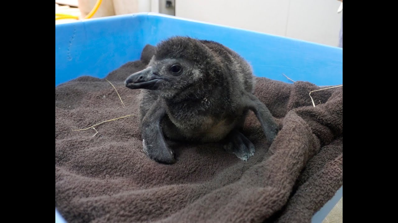 黑腳企鵝寶寶將滿月－人工孵蛋轉親鳥照養 Newborn African Penguin chick