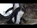 キタイワトビペンギンの愛らしいヒナが誕生しました