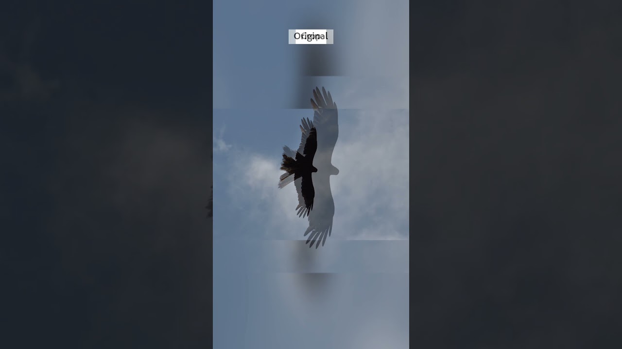 Eagle 🦅 Edit Reply 