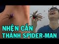 CHO NHỆN CẮN TAY BIẾN THÀNH NGƯỜI NHỆN - HOW TO BECOME A SPIDER - MAN - TRUNG TÔ  ✔