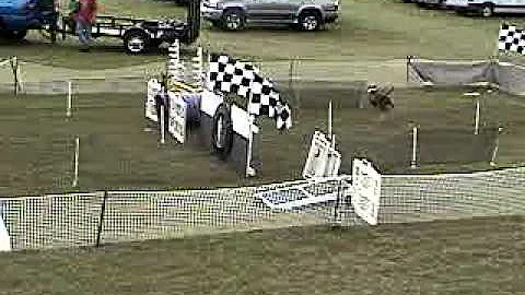 CINDY STROUPE & HAWK - DOGGIE FUN ZONE