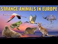 Europe S Strangest Animal Sightings Europe S Strangest Animal Sightings