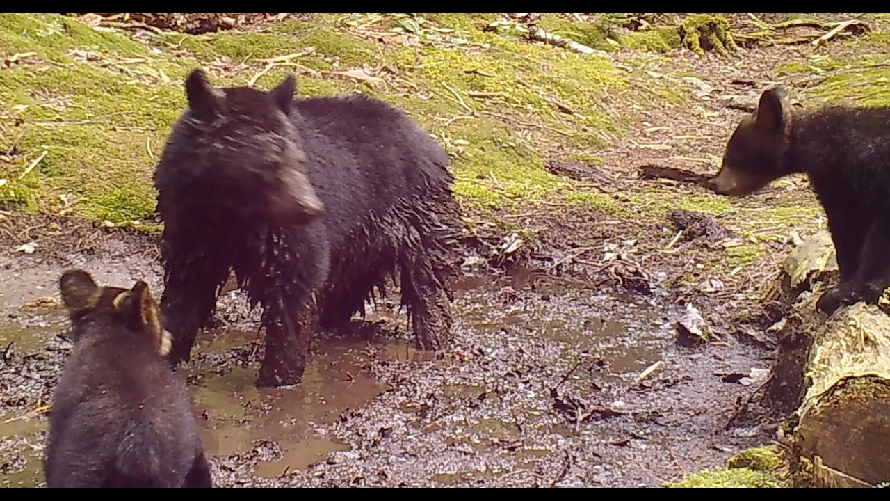 New view of mama bear showing her 3 cute cubs how to wallow - YouTube