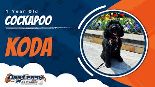 Cockapoo, 1 Year Old, Koda | Best Dog Trainers Central Missouri | Off Leash K9