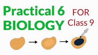 Biology Practical #6 | Class 9 | New Book | Iodine Test For Starch | Online SFS