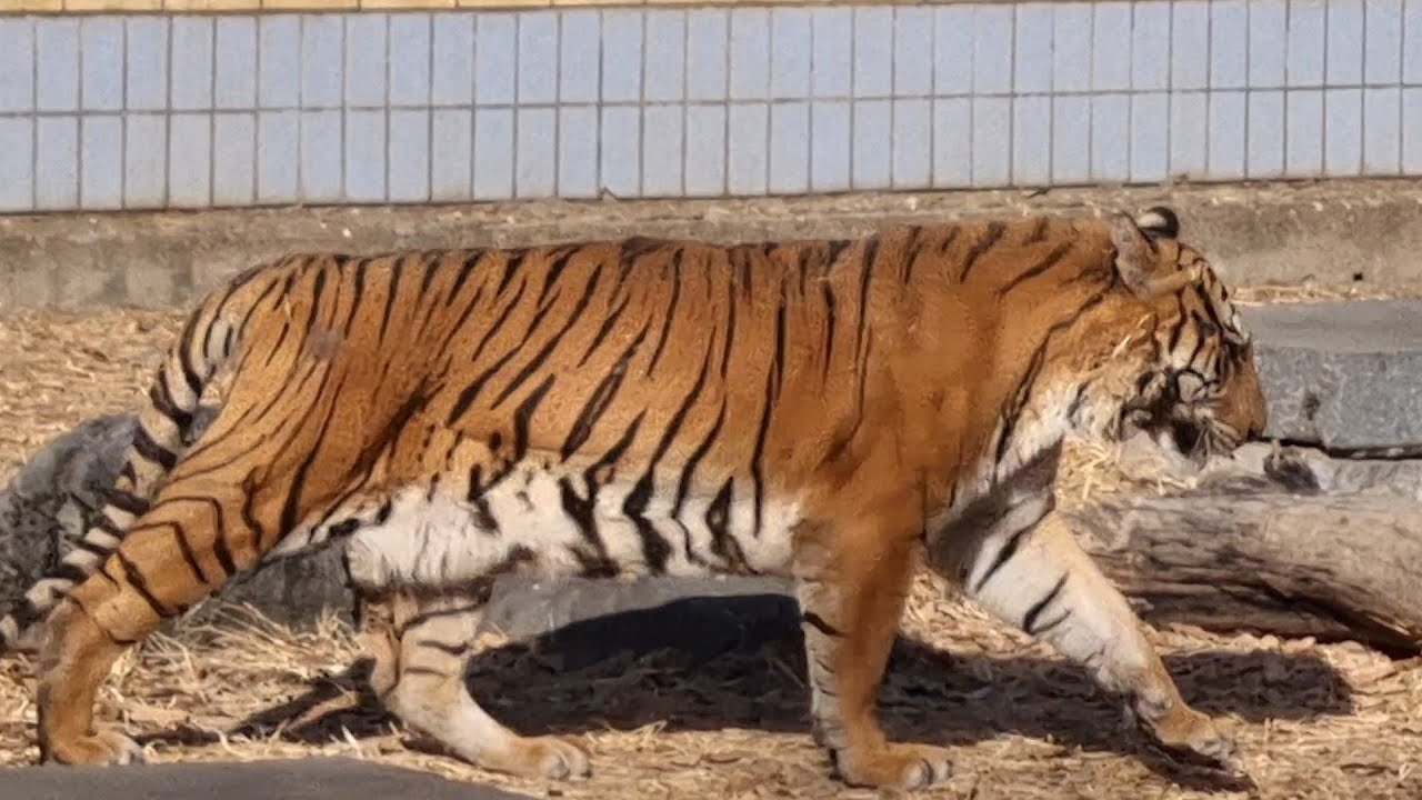 멋진 달순이 #호랑이 #tiger #뱅갈호랑이 #달순이 #달성공원 