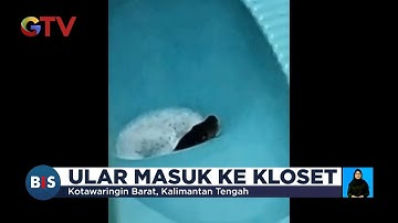 Waduh! Ular Piton Masuk Lobang Kloset Bikin Panik Pemilik Rumah di Kotawaringin Dievakuasi Petugas