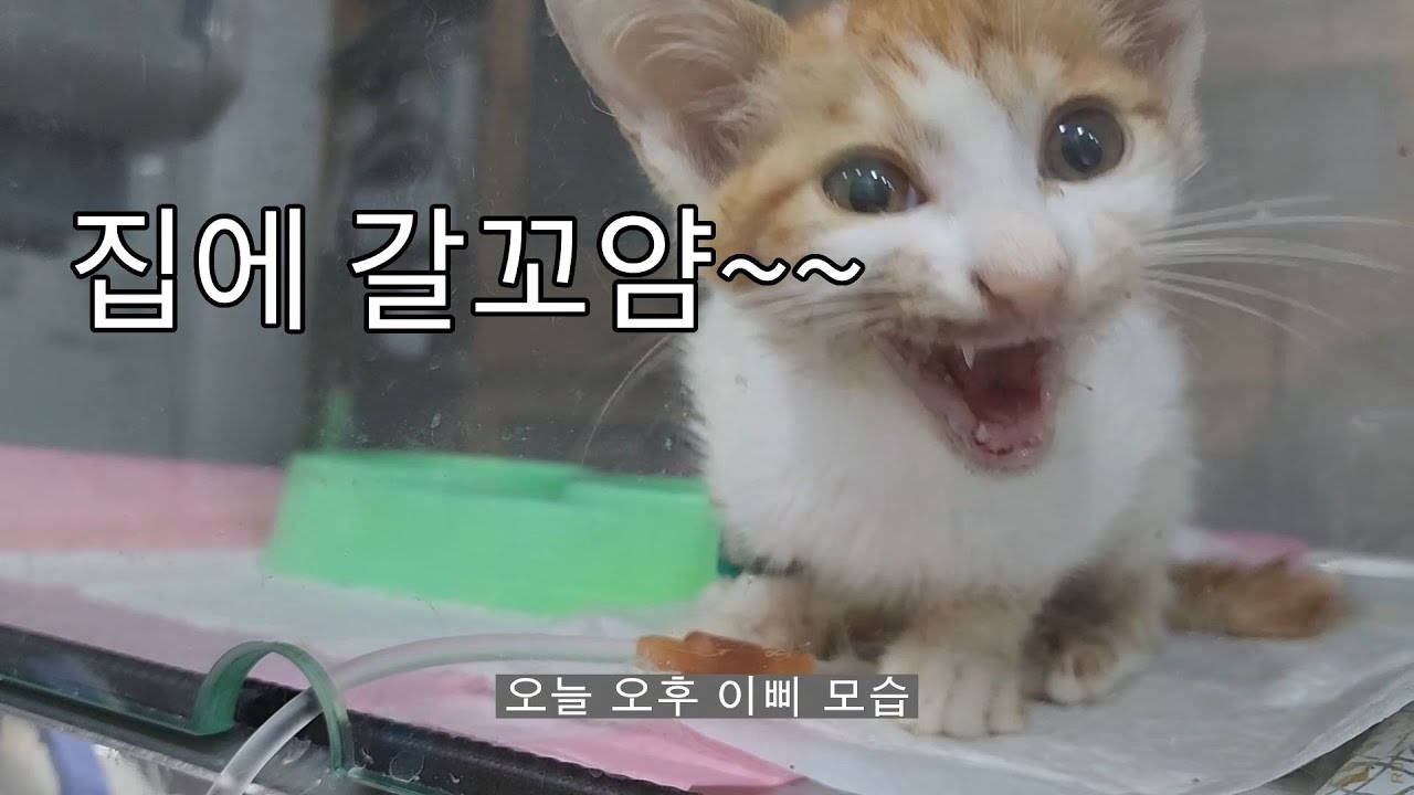 범백과 사투 5일째...이삐 내일 퇴원합니다