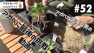 【塊根植物/多肉植物】#52 - アガベが苦手な男のアガベに最後の挑戦動画【アガベ】