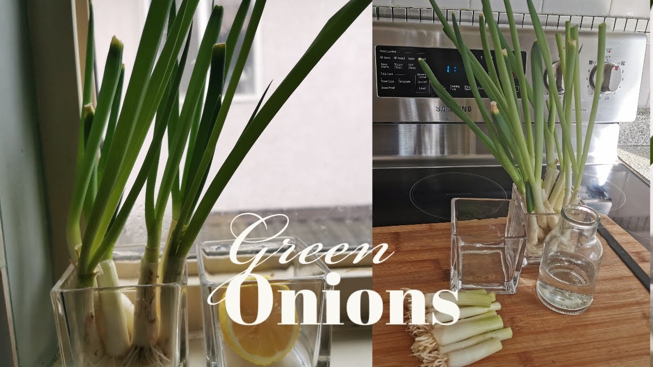 How to Grow Green Onions at Home YouTube