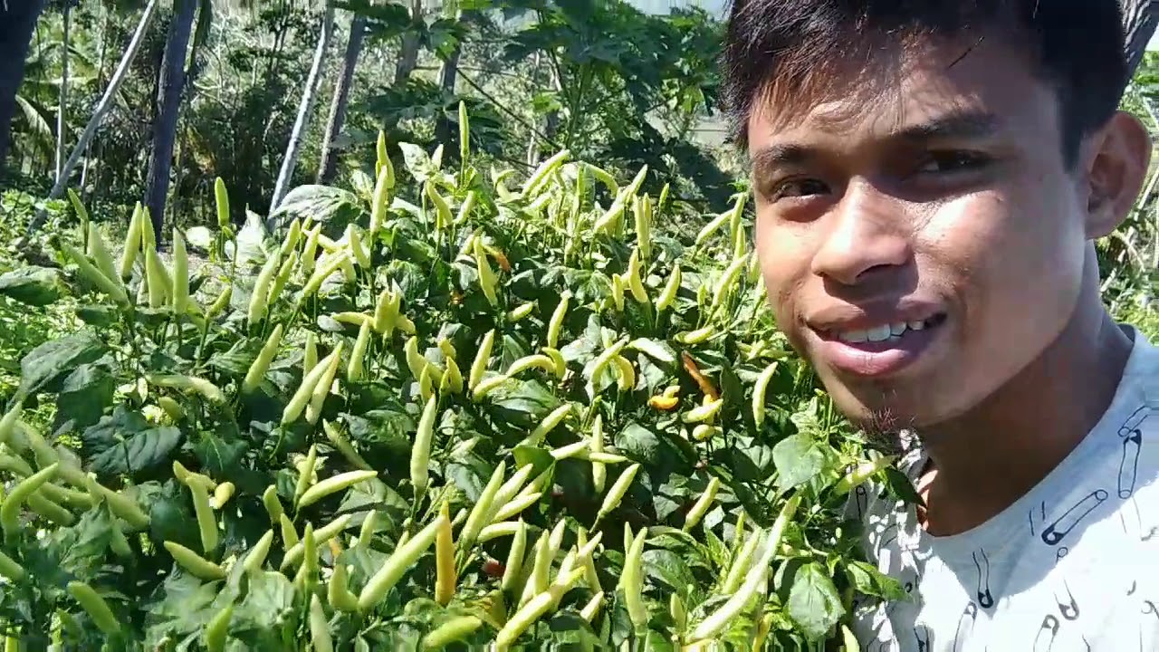 Cara menanam cabai rawit agar tumbuh subur dan berbuah lebat di tanah