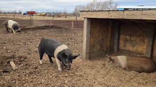 Farrowing Barn Set Up - First Time Farrowers