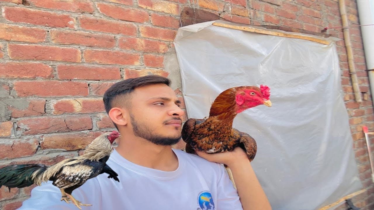 Murge Ja Rahe Hain💔